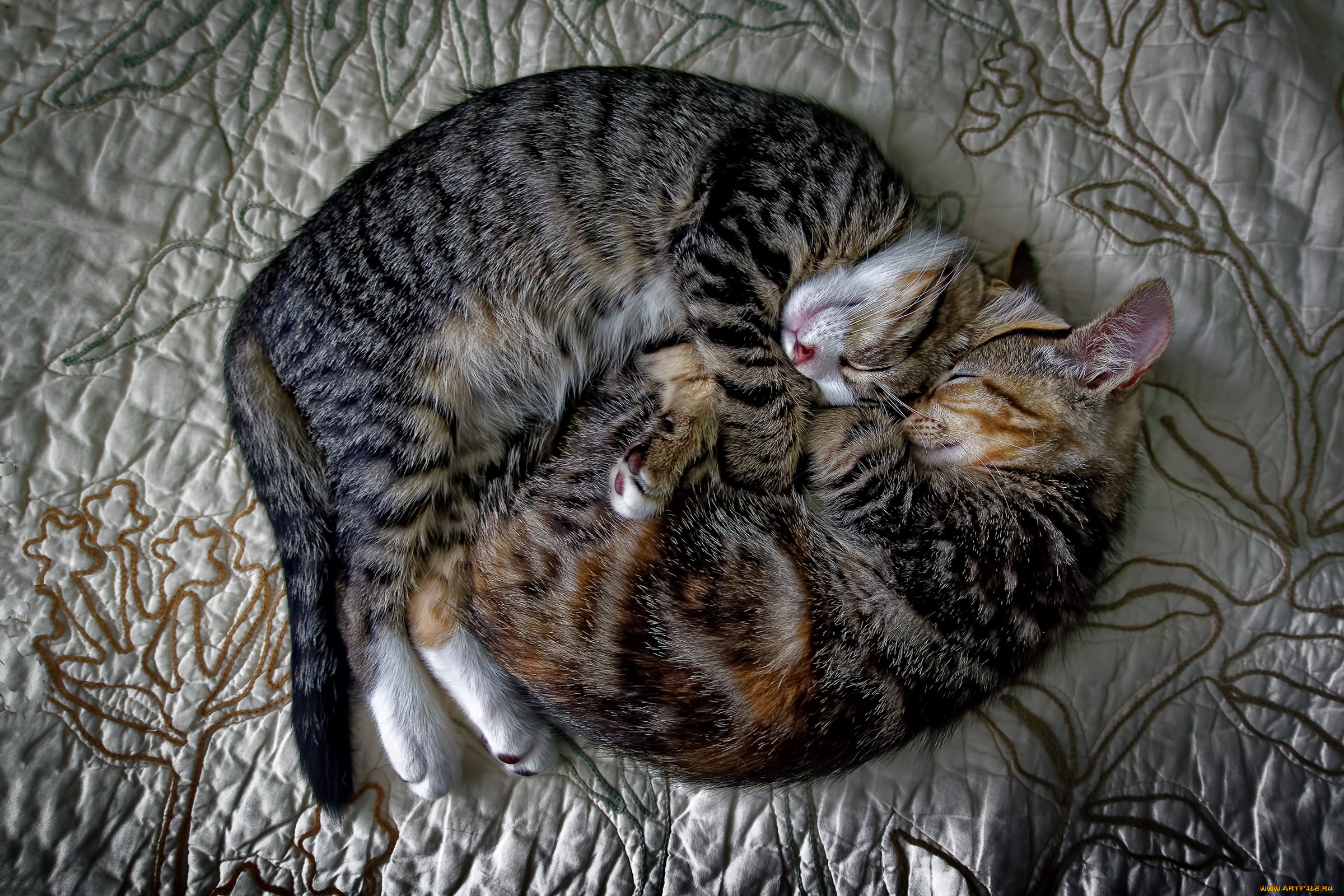 Почему животные спят свернувшись в клубок. Спящий кот. Спящие коты. Спящий кот клубочком.